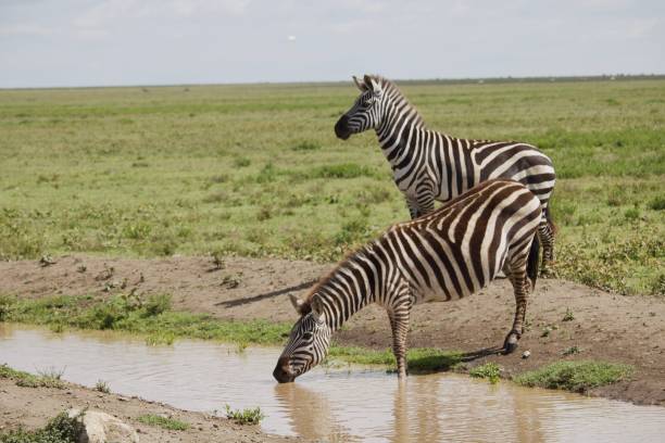 istock A zebra drinks from a stream in the Serengeti 1551008331