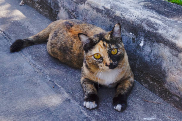 istock Street Calico Cat Laying 1551010541