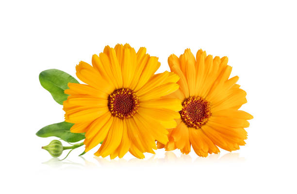 istock Calendula officinalis flower isolated on white background. Marigold medicinal plant, healing herb. 1551023922