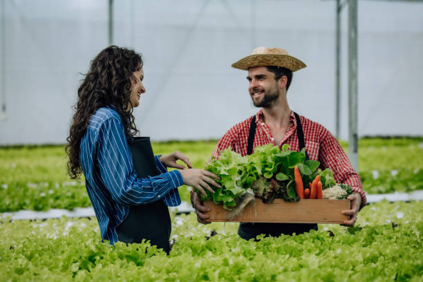 istock Hydroponic farm owner selects veggies, monitors growth, foster sustainable agriculture in greenhouse 1551027112