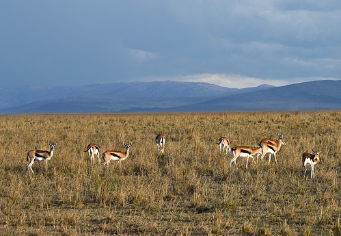 Flock of Thompson antelopes graze in the savannah in Kenya, Africa