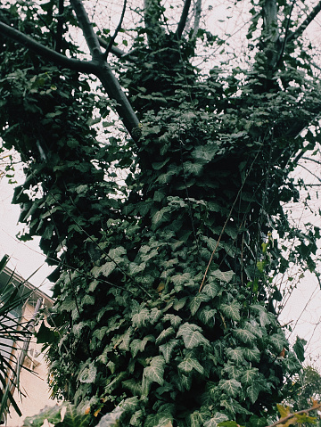 This photo captures a unique perspective from below, showcasing a tree completely covered in vibrant ivy in Tbilisi, Georgia. The intricate network of ivy leaves creates a mesmerizing visual display, highlighting the harmonious coexistence of nature and urban environment.