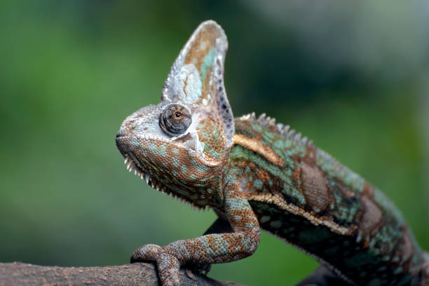istock Male veiled chameleons ready to molting their skins 1551046052