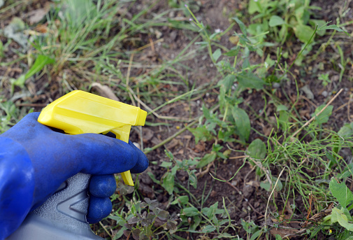 Closeup of a gloved hand holding a weed killer spray above weeds.