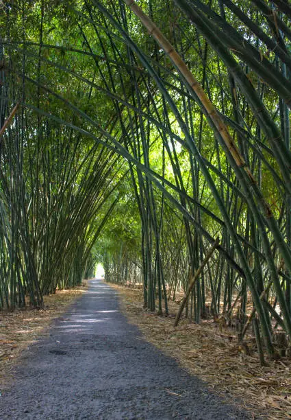 The road through the bamboo forest in Hau Giang province, Mekong Delta