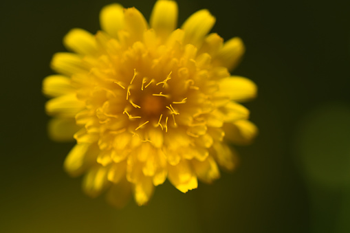 A macro dandelion flower shot with very shallow focus.