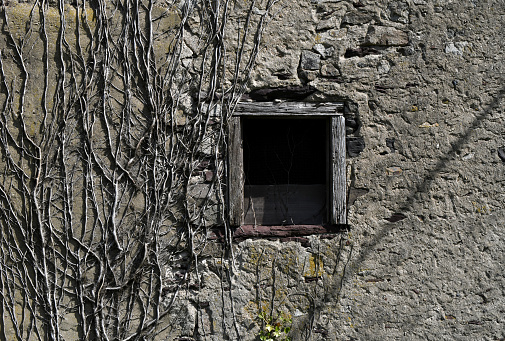 Old vines cover the concrete wall of an abandoned building with a  window.