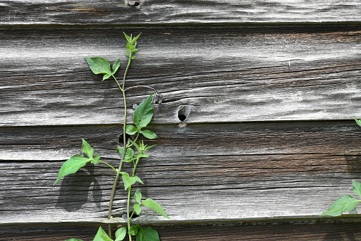 A vine growing up the side of a very weathered old barn.