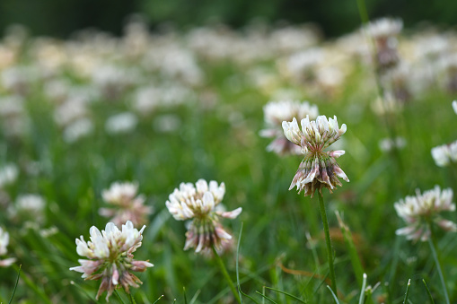 A patch of clover with focus on the foreground.