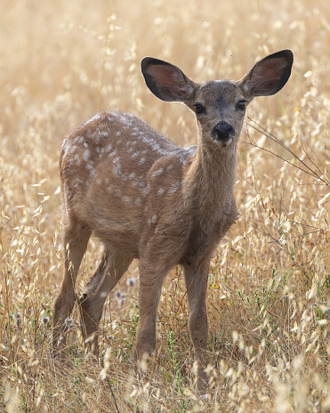 White-speckled Black-tailed Deer Fawn. Edgewood Park and Natural Preserve, San Mateo County, California, USA.