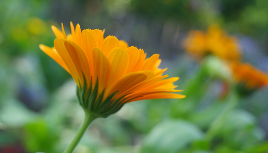 Marigold flower close-up. Orange marigold on a blurry background.
