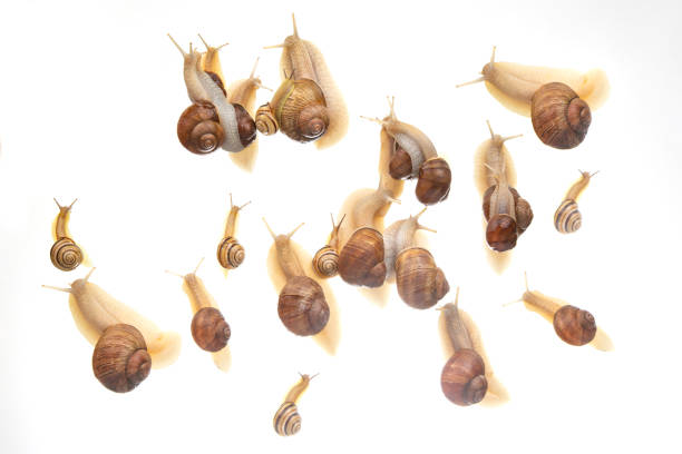 snails crawl in a group on a white background. Animal world in nature.