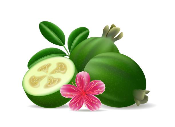 ilustraciones, imágenes clip art, dibujos animados e iconos de stock de feijoa sellowiana frutos, hojas flor - feijoo