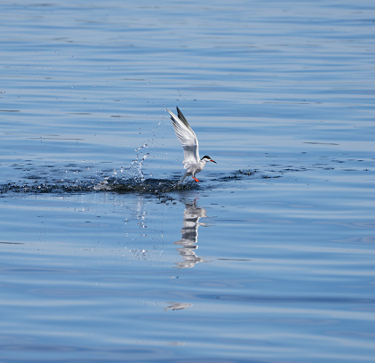 Common tern after plunge-diving for fish.