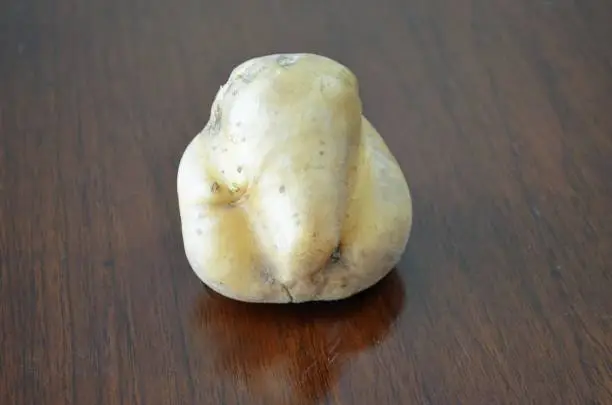 Potato in the shape of Lord Ganesh ji. Trunk and two folded legs. Beauty in nature. India. There are some of the Lord Ganesha's idols made in this shape only.
