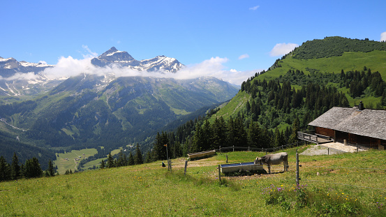 Meadow in Valley in Austria having lots of small houses like barns storing food for the animals for the winter.