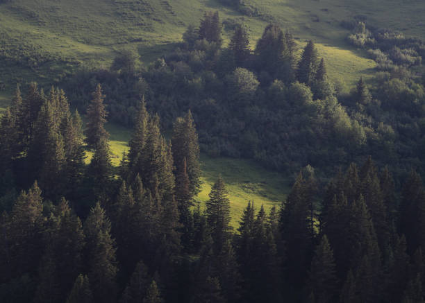 istock Bright lit green mountain meadow and pine forest. 1551161985