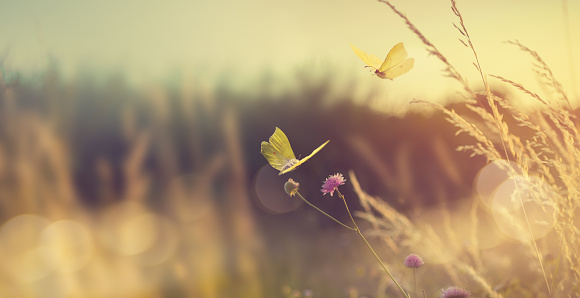 Abstract autumn field landscape at sunset with soft focus. dry ears of grass in the meadow and a flying butterfly, warm golden hour of sunset, sunrise time. Calm autumn nature close-up and blurred forest background