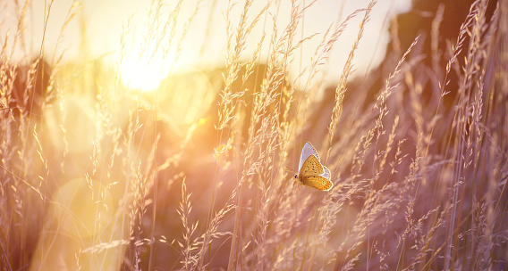 Abstract field landscape at sunset with soft focus. dry ears of grass in the meadow and a flying butterfly, warm golden hour of sunset, sunrise time. Calm autumn nature close-up and blurred forest background