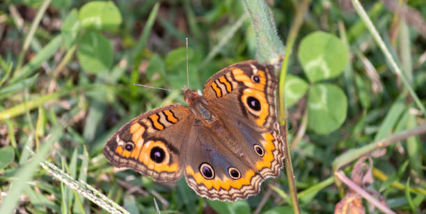 istock Photograph of a beautiful butterfly resting. 1551175963