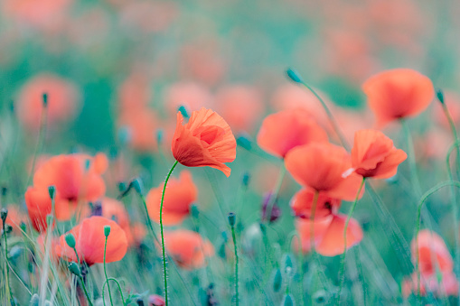 Red poppy flowers against the blue sky. Selective focus. Beautiful summer landscape