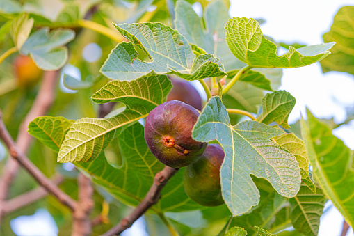 Figs on tree during summer, Catalonia field.