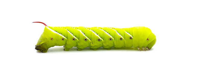 Tobacco or Goliath tomato horn worm caterpillar larval form of Carolina sphinx moth or the tobacco hawk moth - Manduca sexta - bright lime green with red tail or horn.  Isolated on white background