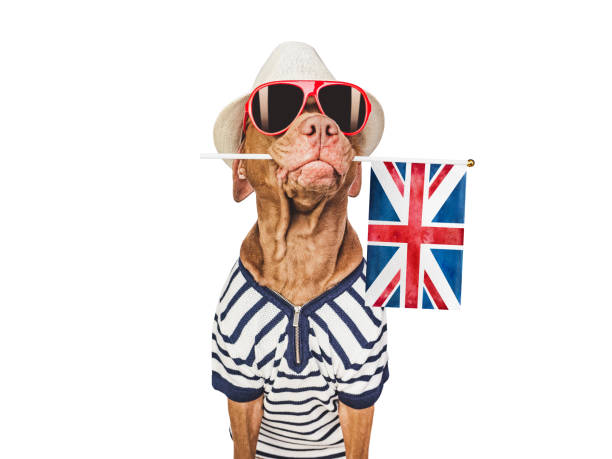 istock Charming puppy, sunhat, sunglasses and British flag 1551211012