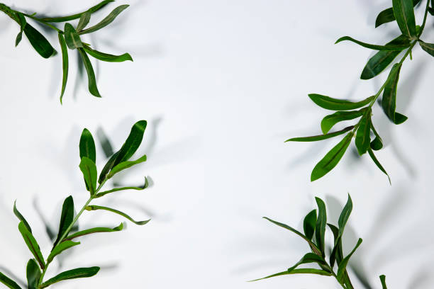 istock Branch with fresh green Ruscus leaves on gray background with copy space 1551211523