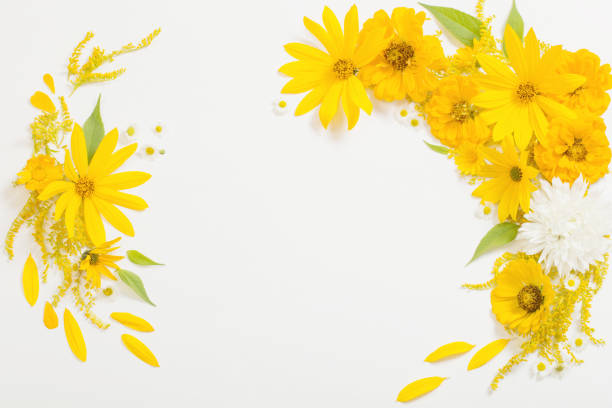 yellow flowers on white background