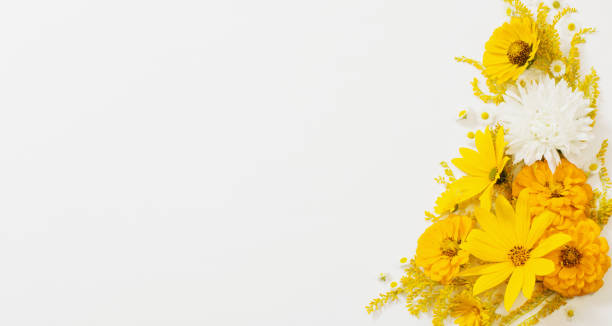 istock yellow flowers on white background 1551211710