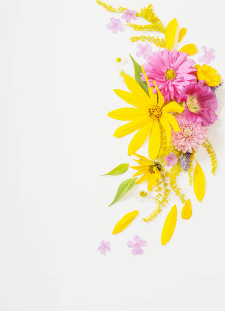 yellow and pink flowers on white background