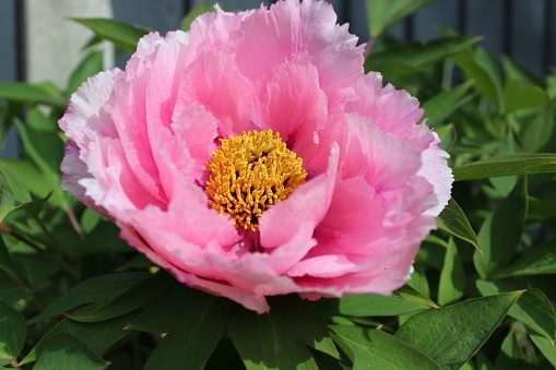 Pink peony open in bloom with yellow centre visible and leaves and grey fence in background
