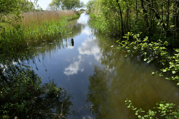 marshy landscape with canal in leighton moss nature reserve, lancashire - bark bird warbler tree trunk imagens e fotografias de stock