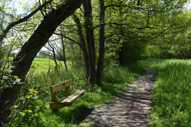 Footpath and outdoor bench in Leighton Moss Nature Reserve, Lancashire