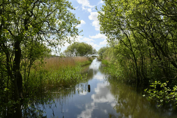 Marshy landscape with canal in Leighton Moss Nature Reserve, Lancashire