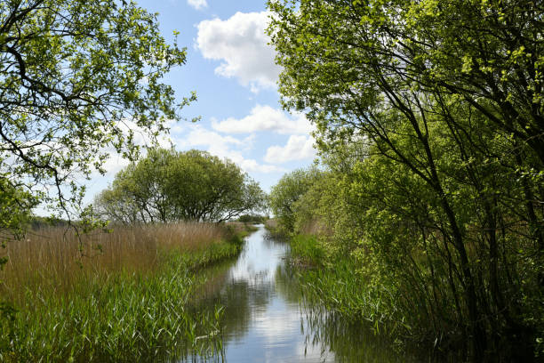 reflection of blue sky and clouds in the water, leighton moss nature reserve, england - bark bird warbler tree trunk imagens e fotografias de stock