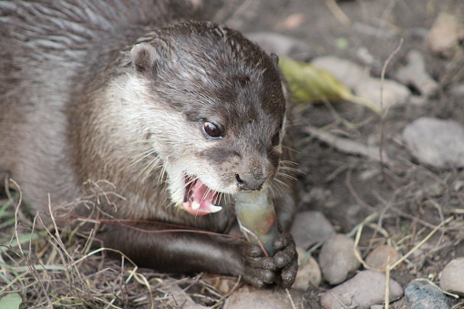 Asian short clawed otter eating shellfish using hands with mouth open and teeth visible
