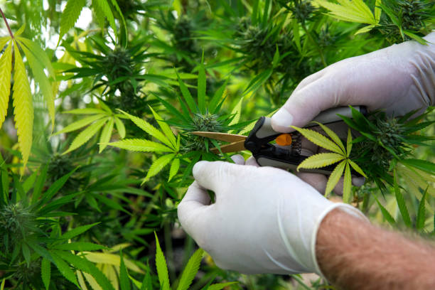 Cannabis being harvested on a marijuana farm stock photo