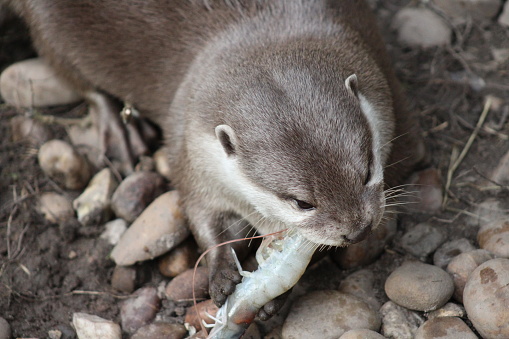Asian short clawed otter eating shellfish laying on ground with pebbles