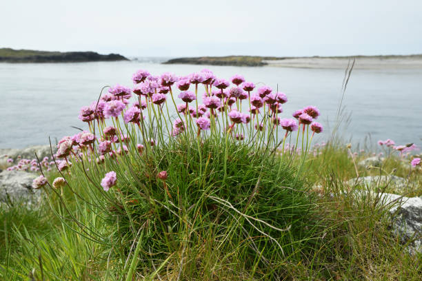 istock Armeria maritima, the thrift, sea thrift or sea pink 1551226367