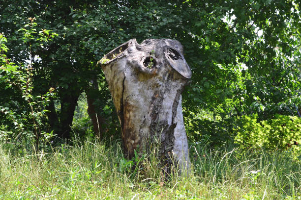 A hollow in an old tree. Rotten wood.
