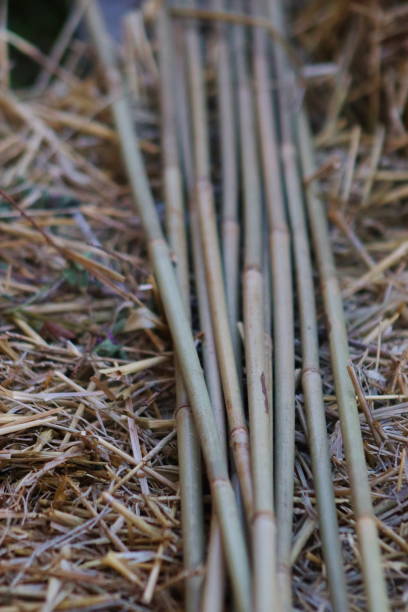 istock Bamboo poles for use in the garden. Poles for supporting tomatoes and other vegetables. 1551244898