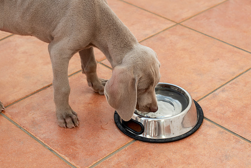 Weimaraner puppy drinking water from his water bowl. Important hydration in dogs and puppies in summer. Thirsty dog