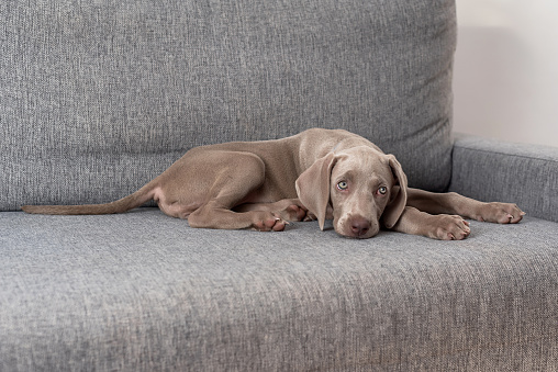 Weimaraner puppy dog lying on the couch resting with sleepy face. Grey short haired blue eyed dog breed. Domestic animal