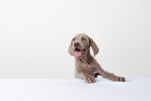 Happy Weimaraner puppy smiling with tongue out on white background. Portrait of a cute puppy