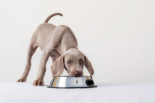 Hungry Weimaraner puppy, looking at camera and eating at his feeder on white background. Healthy feeding of dogs and domestic pets