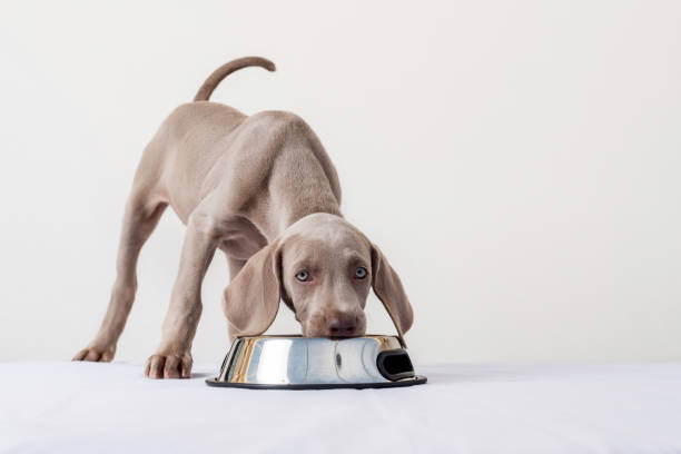 głodny szczeniak weimaraner, patrząc w kamerę i jedząc w swoim karmniku na białym tle. zdrowe karmienie psów i zwierząt domowych - weimaraner dog animal domestic animals zdjęcia i obrazy z banku zdjęć