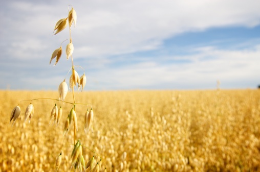 Ripe yellow wheat heads in Canadian prairies with a sky on the background