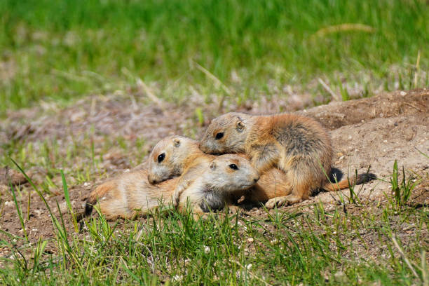 istock Three young Prairie Dogs at play near there burrow 1551251862
